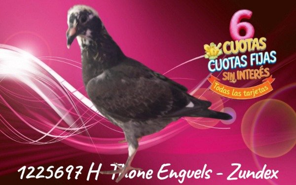 Producto - 1225697 H Thone  Engels - Zundiez Reanillada