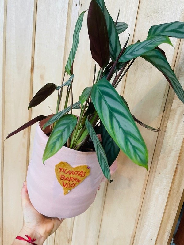 Producto - Calathea maceta rosa