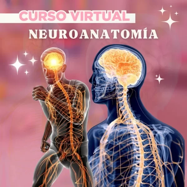 Producto - Neuroanatomía