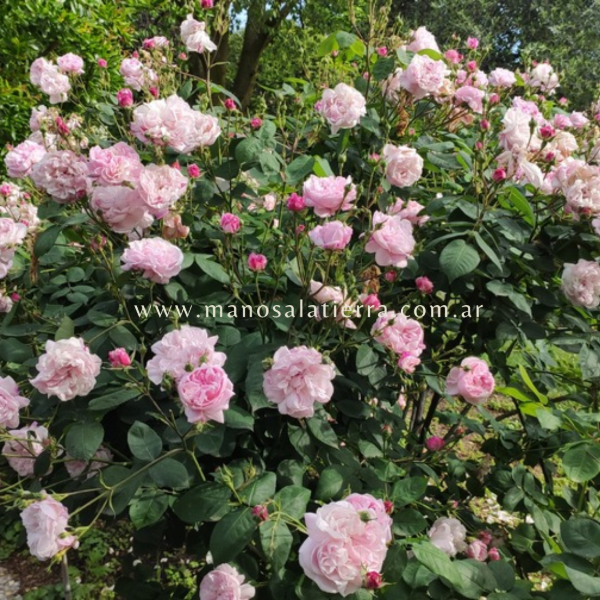 Producto - Rosal Fantin Latour - 2
