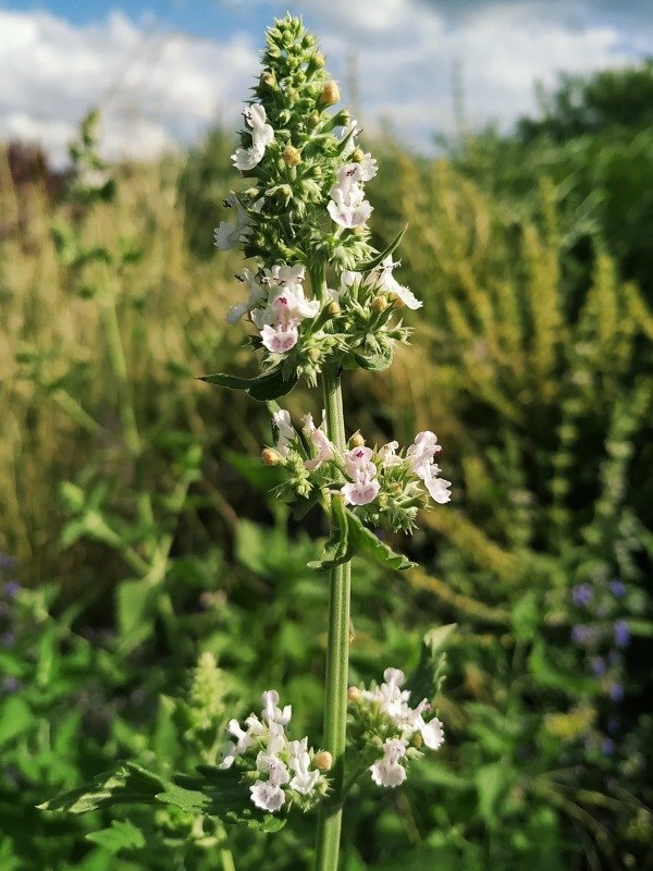 Producto - NEPETA CATARIA