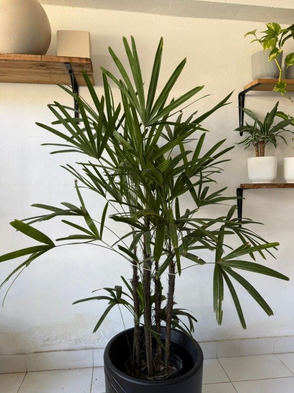 Producto - PALMA LADY(RHAPIS EXCELSA)