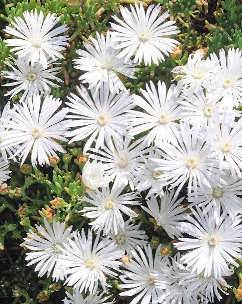 Producto - Lampranthus spectabilis "rayito de sol blanco" 1,5 L - 2