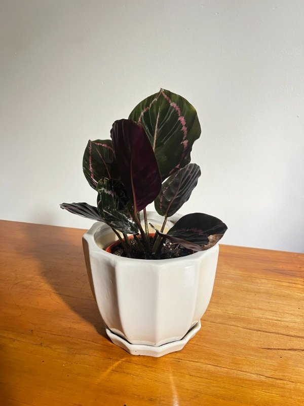 Producto - Calathea Dottie