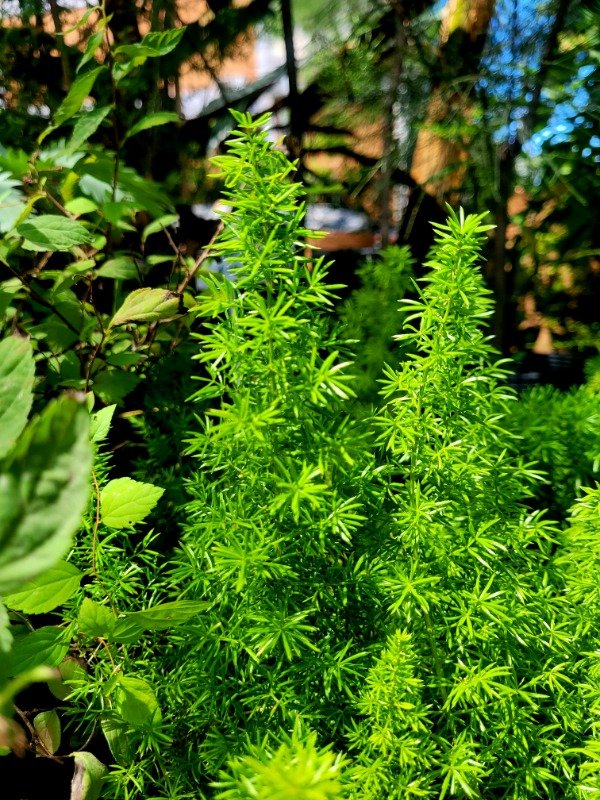 Producto - Asparagus Densiflorus Helecho Asparagus