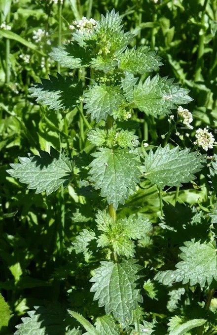 Producto - Cura de Ortiga