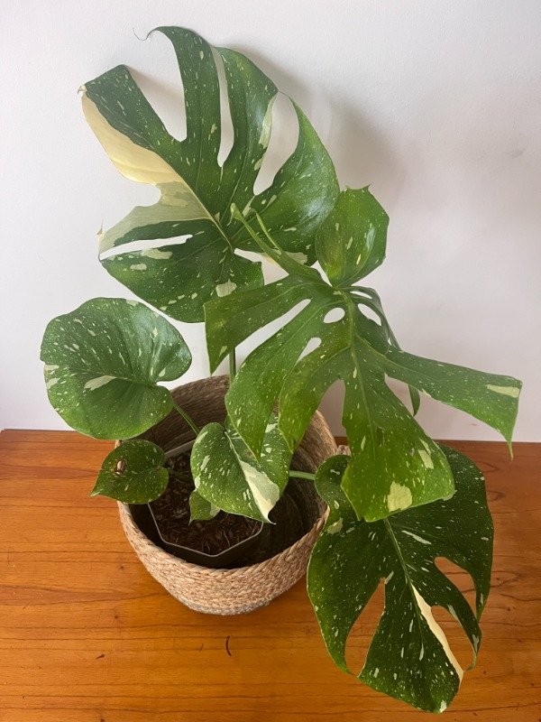 Producto - Monstera Thai Constellation