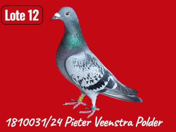 Producto - LOTE 12 1810031/ 24