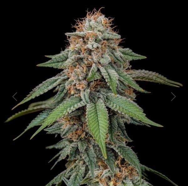Producto - Amnesia Haze fem