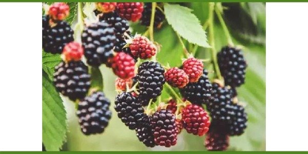 Producto - Mora agroecológica x kg SUJETO A DISPONIBILIDAD