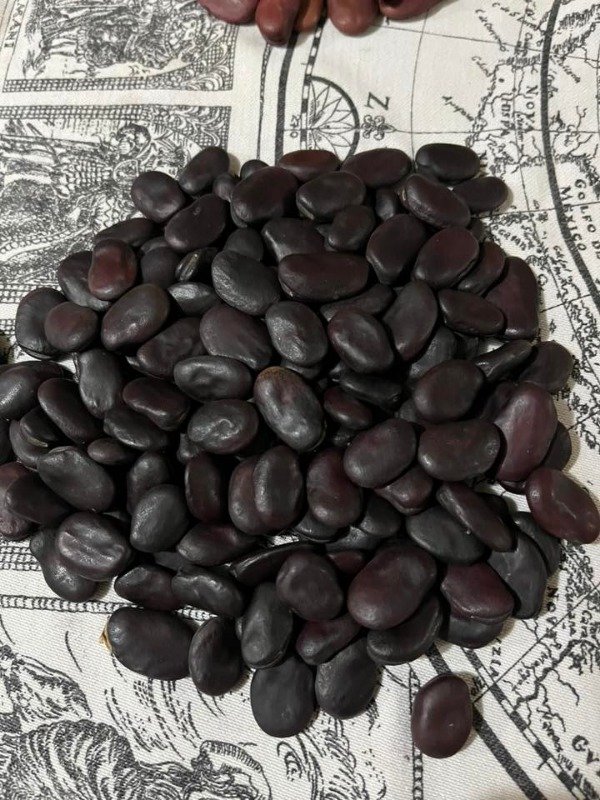 Producto - SEMILLAS DE HABAS NEGRAS NATIVAS VARIEDAD HEIRLOOM ANCESTRAL