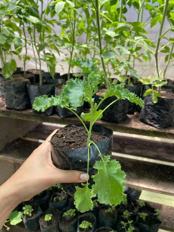 Producto - Semillas agroecologicas de kale crespo