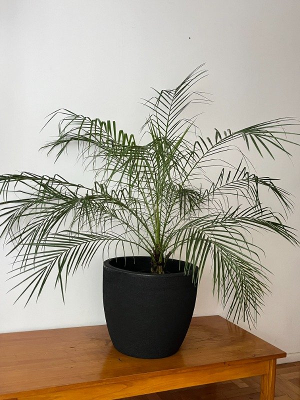 Producto - Palmera Phoenix grande