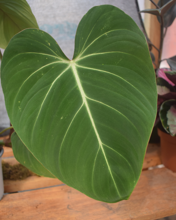 Producto - Philodendro Gloriosum
