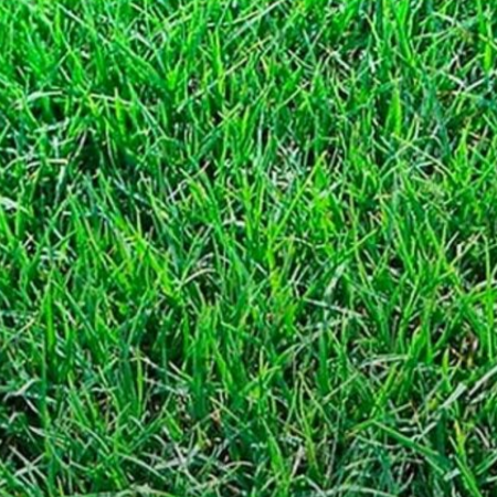 Producto - Tifway en panes x m2