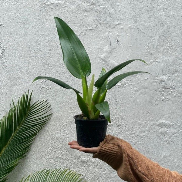 Producto - Philodendron Pacova