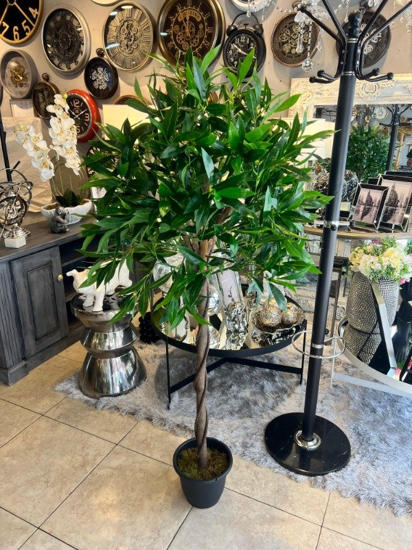 Producto - Planta de Olivo 153x70cm