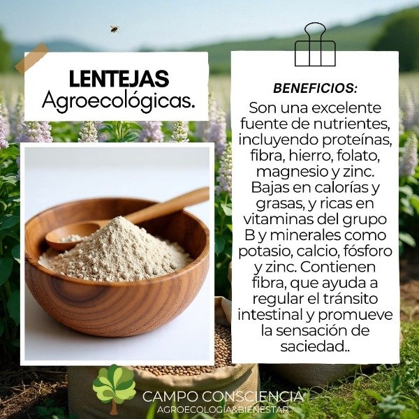 Producto - Lentejas Agroecológicas Semillas Naturales - NO OMG - 1