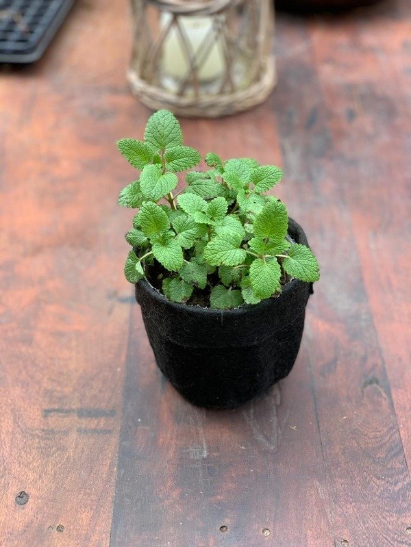 Producto - Planta de Melisa