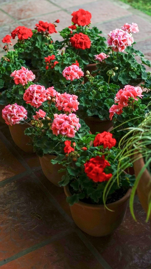 Producto - Malvon Europeo 3l