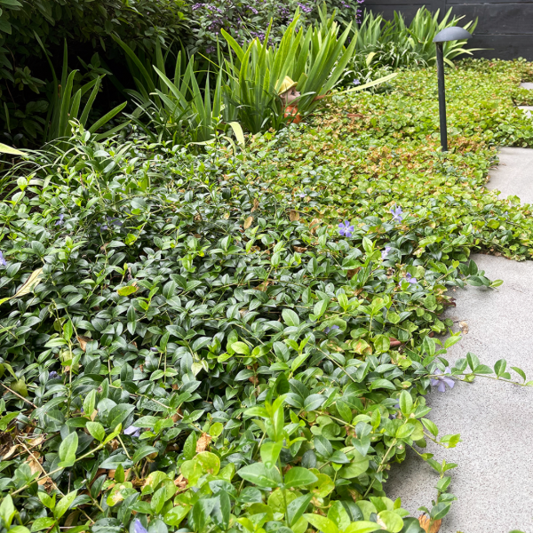 Producto - Vinca minor