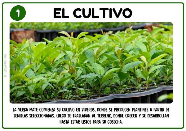 Producto - COMBO DÍA DE LA TRADICIÓN - PDF - 7