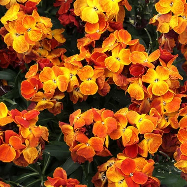 Producto - 30 Semillas Cheiranthus cheiri