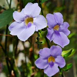 Producto - Bignonia superba
