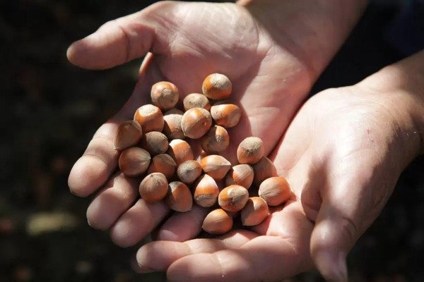 Producto - Avellanas Agroecológicas - Mallín Ahogado