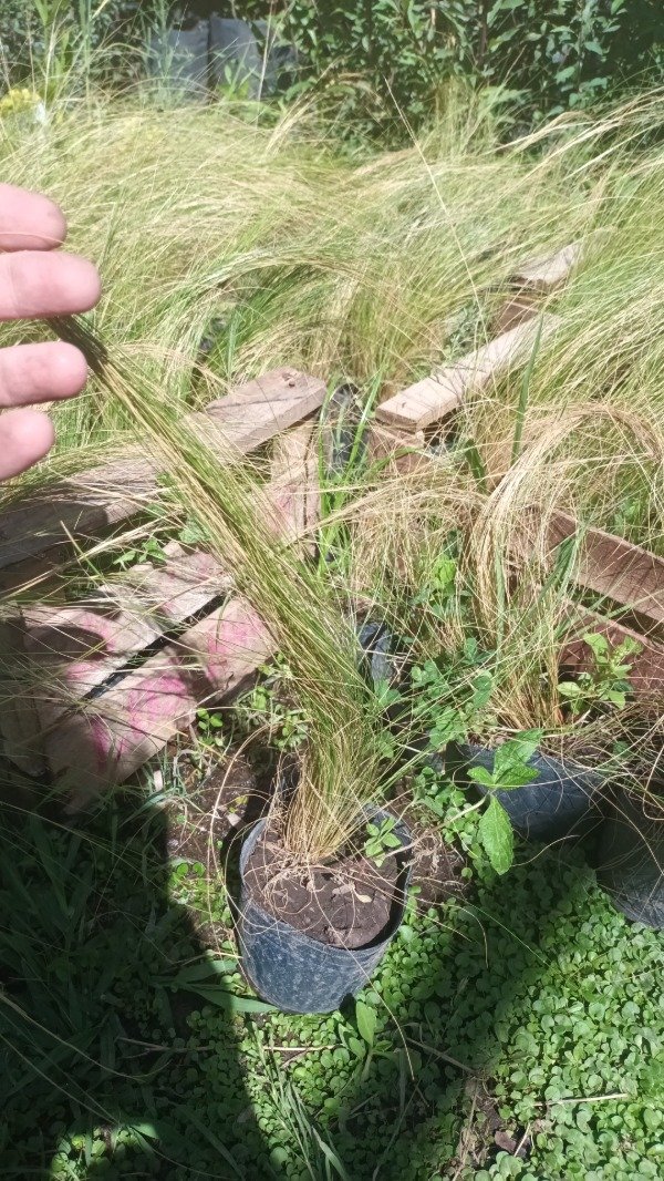 Producto - Stipa - 2