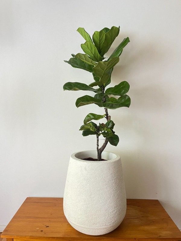 Producto - Pandurata Lyrata Grande