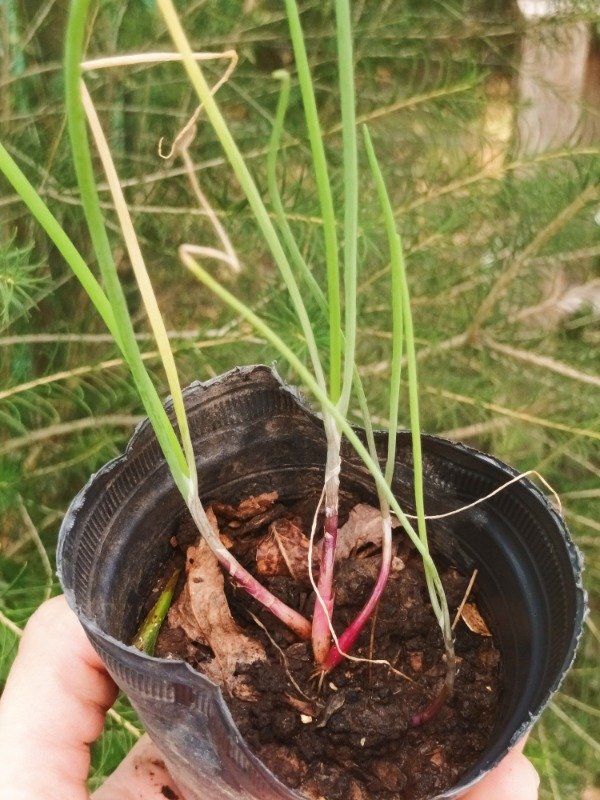 Producto - Cebolla de Verdeo