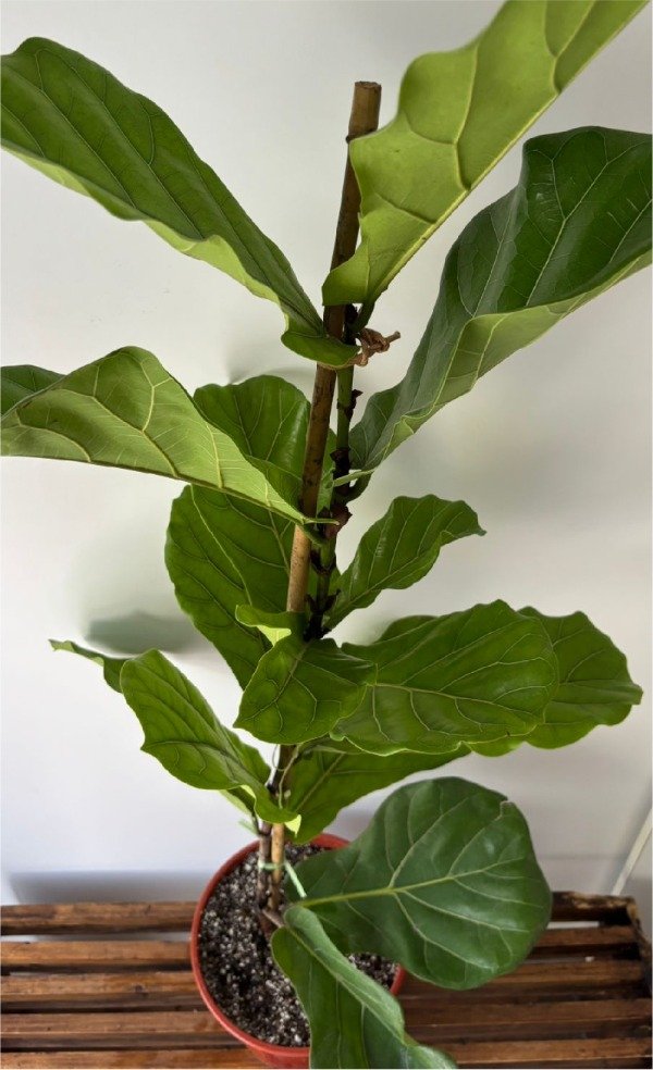 Producto - Pandurata - 1
