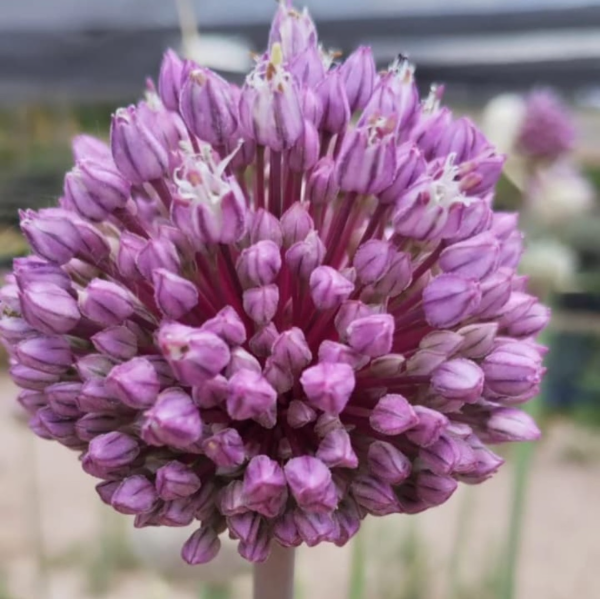 Producto - 1 Bulbo Allium amplexicaule "Tamaño Medio"