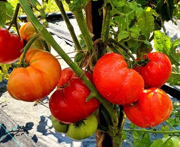 Producto - SEMILLAS DE TOMATE DWARF HANNA'S PRICE