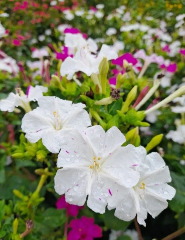 Producto - 20 Semillas De Mirabilis Jalapa Mix De Colores