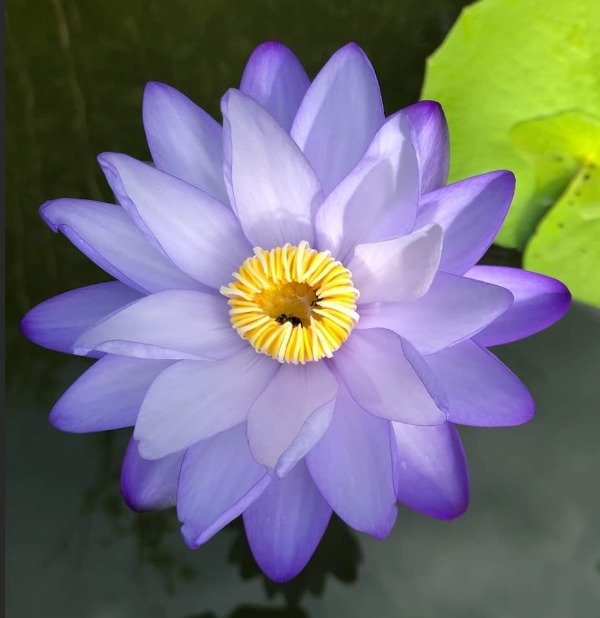 Producto - Nymphaea INMUTABILIS (grande)