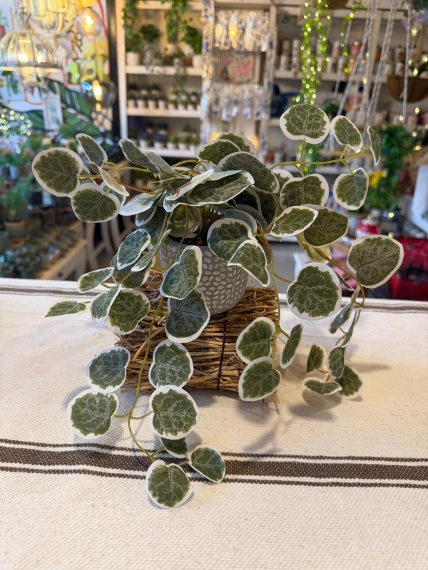 Producto - Planta ceropegia con maceta de cemento - (Efectivo: 17.200)
