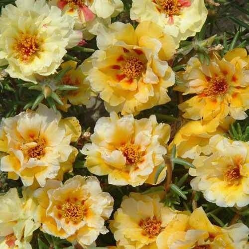 Producto - Semillas De Rosa De Musgo Portulaca Grandiflora Amarilla - 2