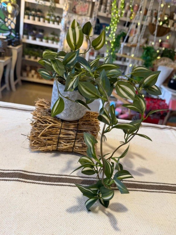 Producto - Planta tradescantia con maceta de cemento - (Efectivo: 17.200)