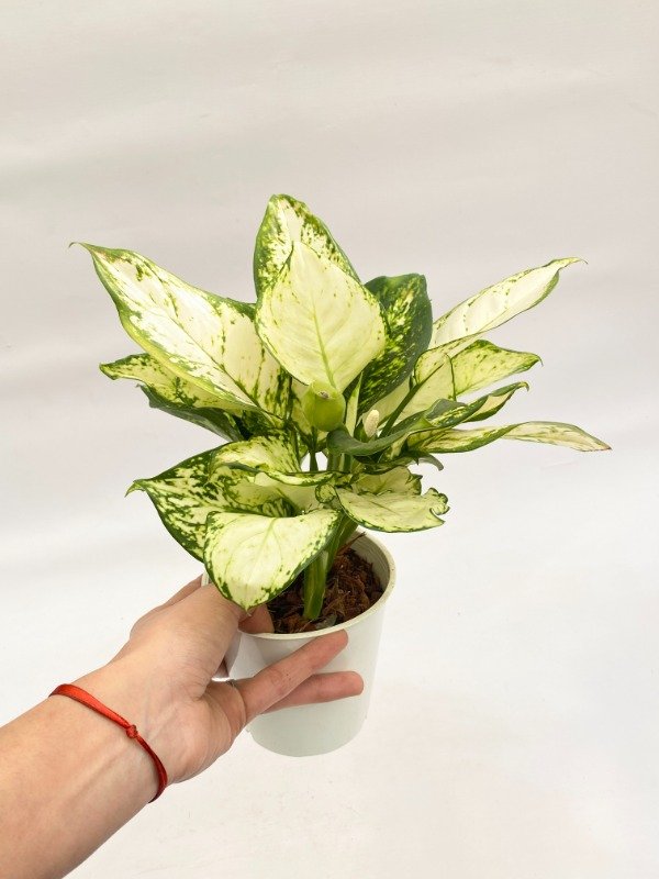 Miniatura de producto - 7