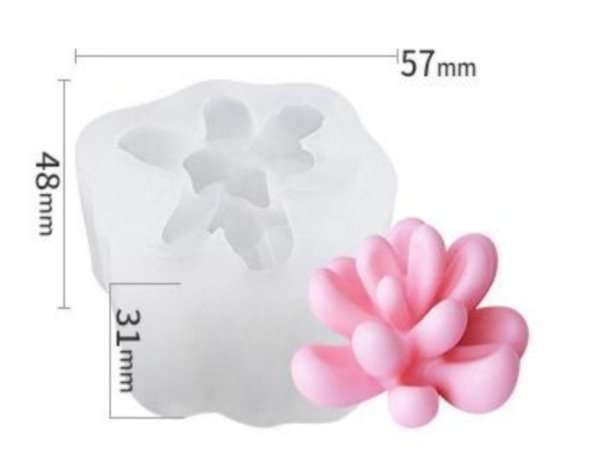 Producto - SUCULENTA
