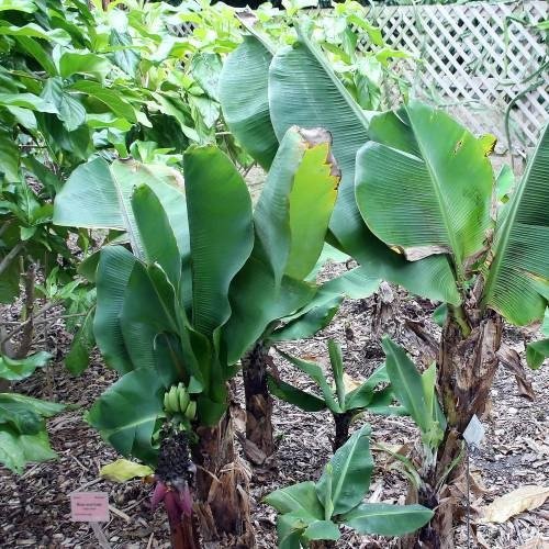 Producto - Planta de Banana enana