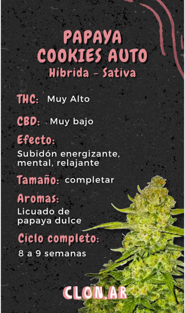 Producto - Semillas Clonar Automaticas x4 - 1