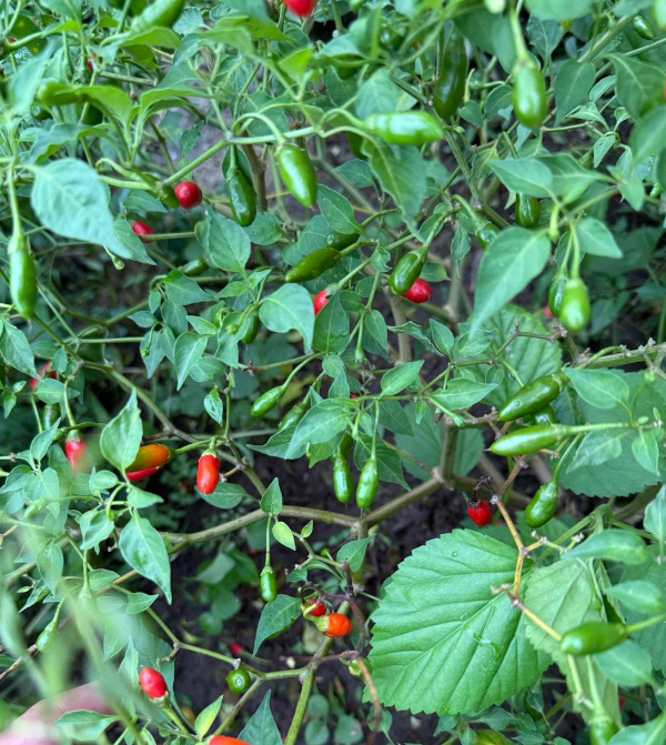 Producto - SEMILLAS DE AJI PICANTE PU TA PARIO CAPSICUM CHACOENSE NATIVO DE MONTE