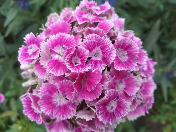 Producto - Semillas de Clavelina mix