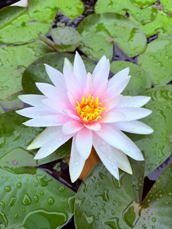 Producto - Nymphaea FRITZ JUNGE (grande)