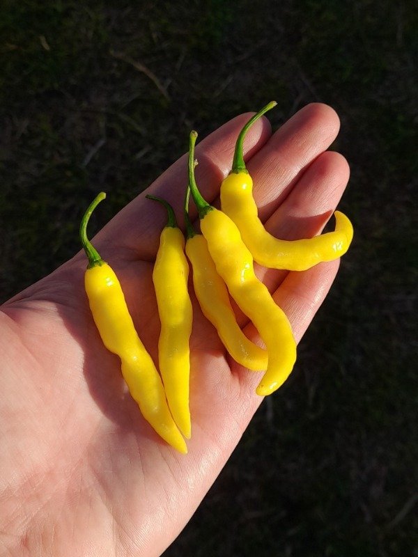Producto - 10 Semillas de Pimenta Murupí Amarela - 2