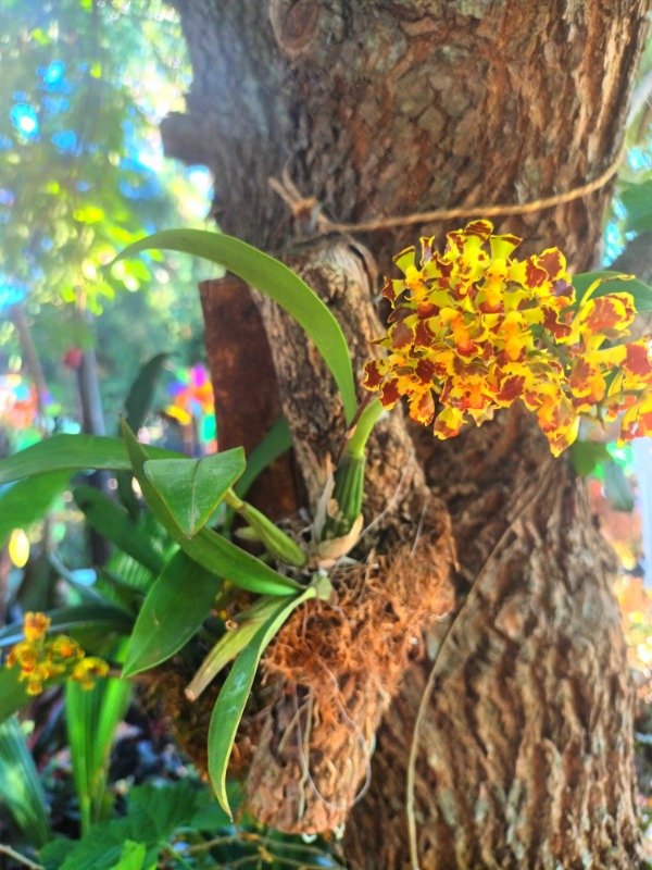 Producto - Orquídea Oncidium Tronco