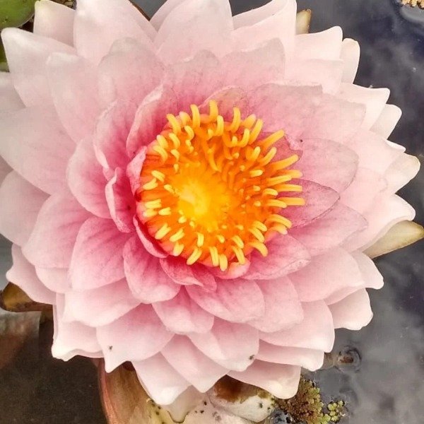 Producto - JARDIN ACUATICO completo con nenufar ROSA + IRIS